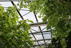 Stevig, duurzaam, goede isolatie: meerwandige polycarbonaat platen zijn ideaal voor gebruik in broeikassen.